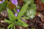 Southern coastal violet